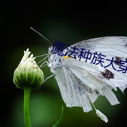 邪术种族(zú)大穿越