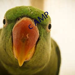 c AMP