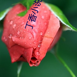 丁香小說