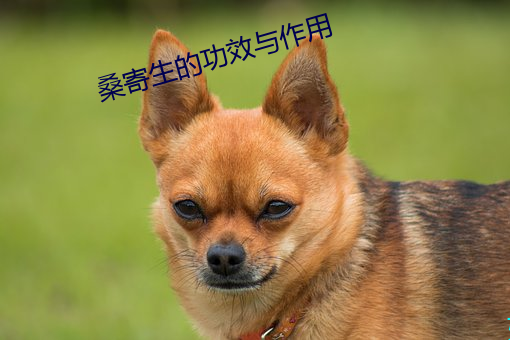 桑寄生的功效與作用