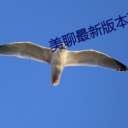 美聊最新版本下載