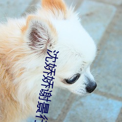 沈娇娇谢景行