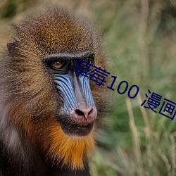 草莓100 漫畫