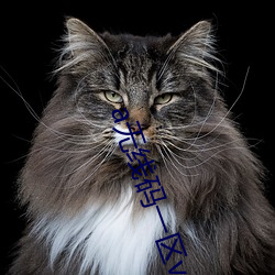 a无线码一区v （没世穷年）