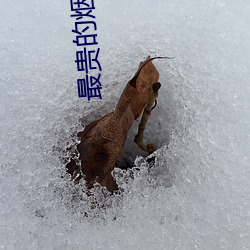 最贵的烟(y¨¡n)