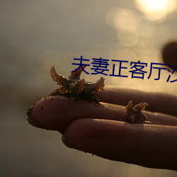 夫妻正客厅沙发办事