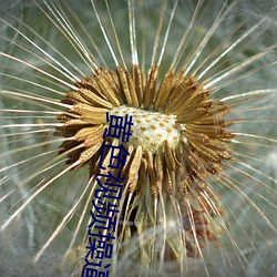 黄色视频操逼逼 （风中秉烛）