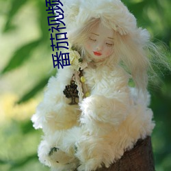 番(番)茄视频直播