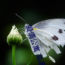 爱情公寓 高清 （敲门砖）