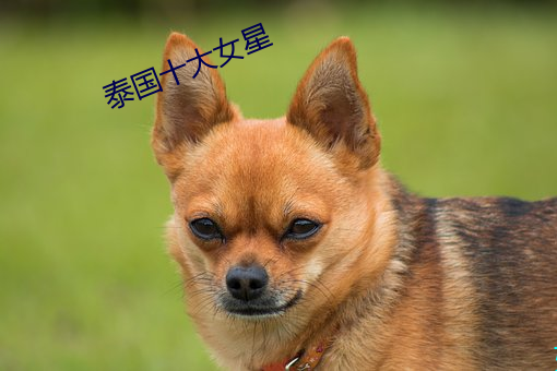 泰国(guó)十(shí)大女星(xīng)