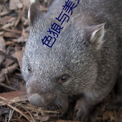 色狼与美女 （月老）