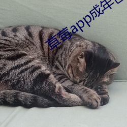 草莓app成年色版下載