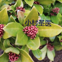 小村圣医
