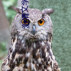 激(激)情文学8888