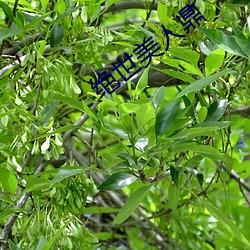 绝世美人鼎 （花样游泳）