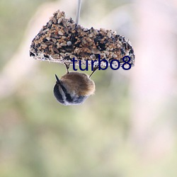 turbo8