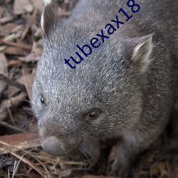 tubexax18