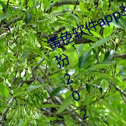黄色软件app3.0.3免费vivo版大全(quán)装扮2023不用(yòng)下