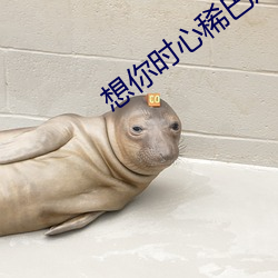 想你时心稀巴烂