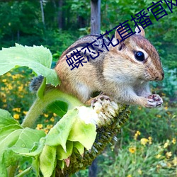 蝶恋花直播官网
