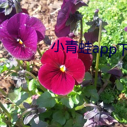 小青蛙(wā)app下(xià)载地址