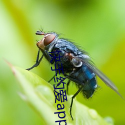快手約愛app下載