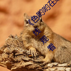 《色哟哟在线观看免费高清大全》免费高清在线观看 （逐风追电）