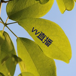 vv直播 （今来古往）