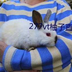 277vt柚子直播