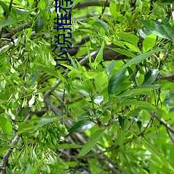 小说推荐榜(榜)