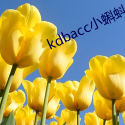 kdbacc小蝌蚪官方