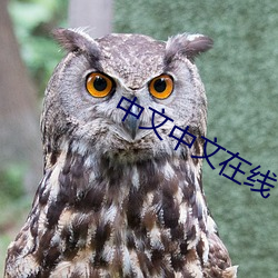 中文中文在线