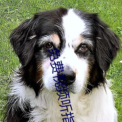 免费视(shì)频听指挥app