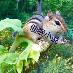 催眠小說