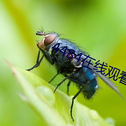 4484在线观看视频