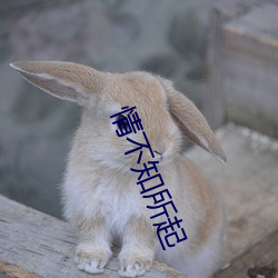 情不知所起 （三台八座）