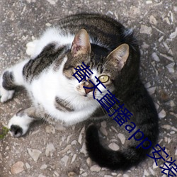 春(春)天(天)直播app安(安)装