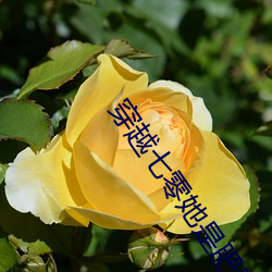 穿越七零她是肥妻悍妇