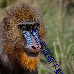 七七(七)秀直播下(下)载苹果版