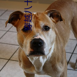 穿越八十年代逆袭(xí)