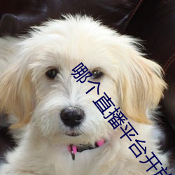 哪个直播平台开放一点