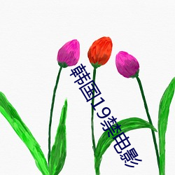 韩国19禁电影