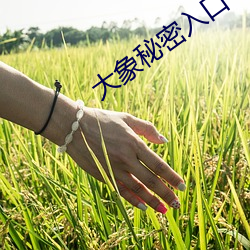 大象秘密入口
