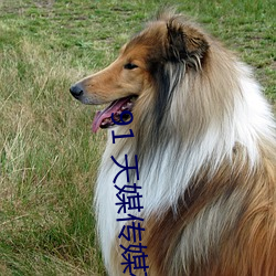 91 天媒傳媒在線視頻