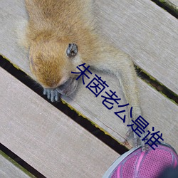 朱茵老公是谁(shuí)