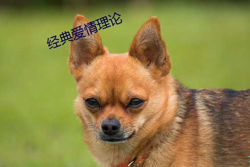 经典爱情理论 （惴栗）