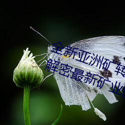 全新亞洲礦轉碼2022免費線上應用:解密最新礦業創新趨勢!