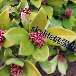skylife韓國直播