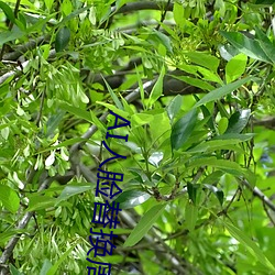 AI人脸替换(換)周(周)淑怡