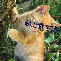 晚上看(kàn)杏花(huā)的视频